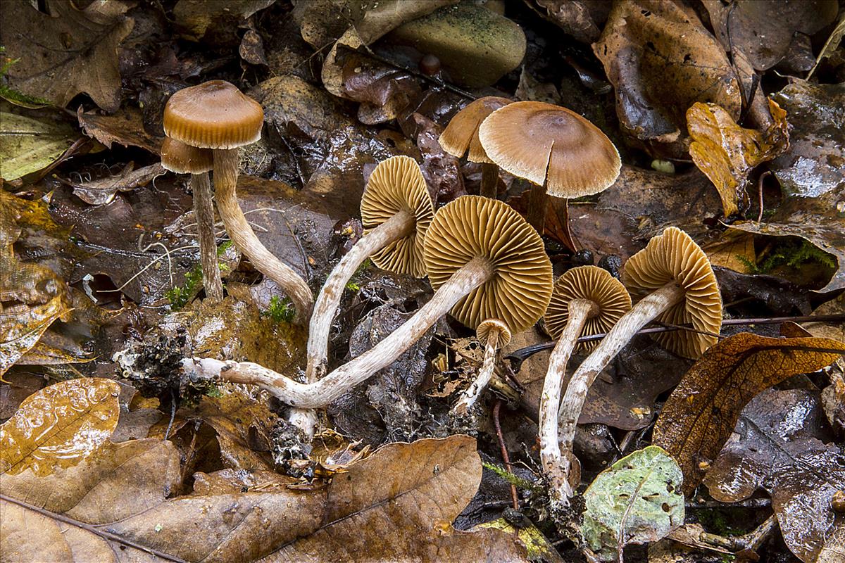 Cortinarius puellaris (door Nico Dam)