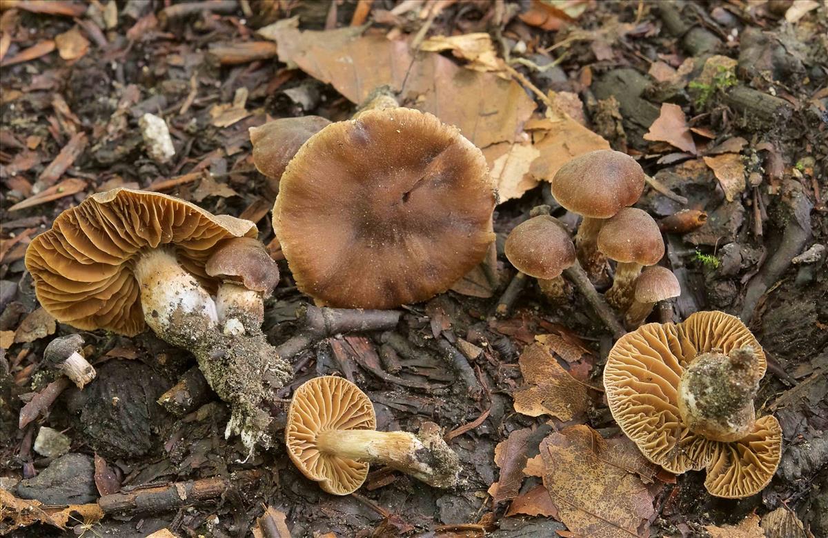 Cortinarius puellaris (door Peter Verstraeten)