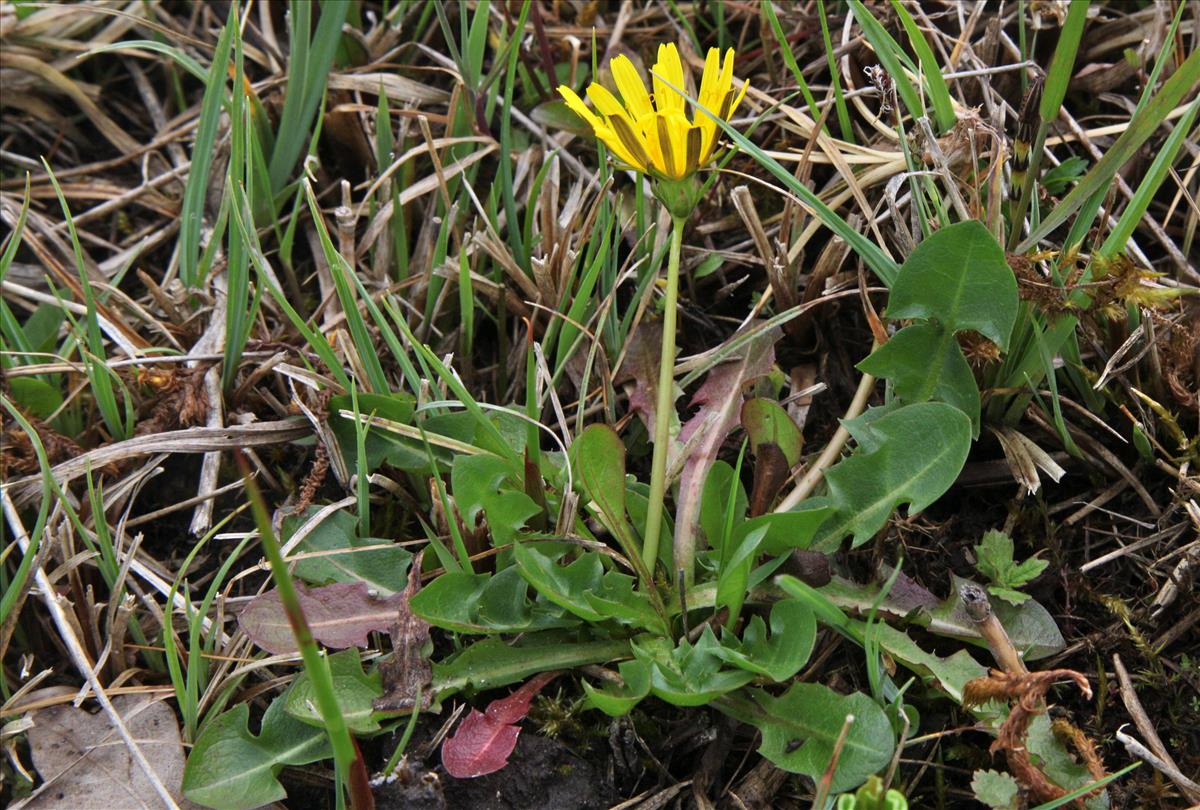 Taraxacum hygrophilum (door Jelle J. Hofstra)