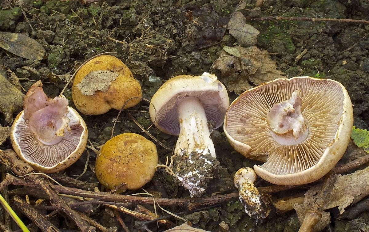Cortinarius brunneiaurantius (door Peter Verstraeten)