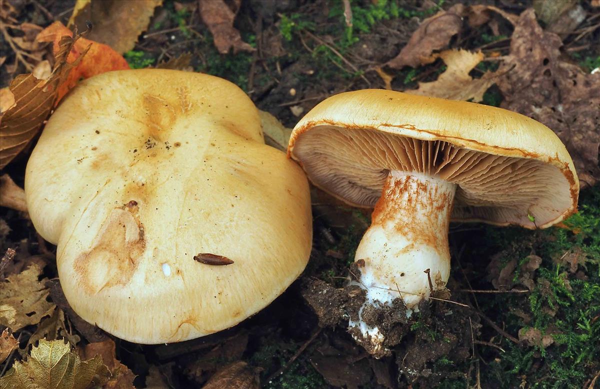 Cortinarius brunneiaurantius (door Peter Verstraeten)