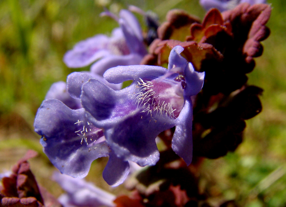 Glechoma hederacea (door Joop Verburg)