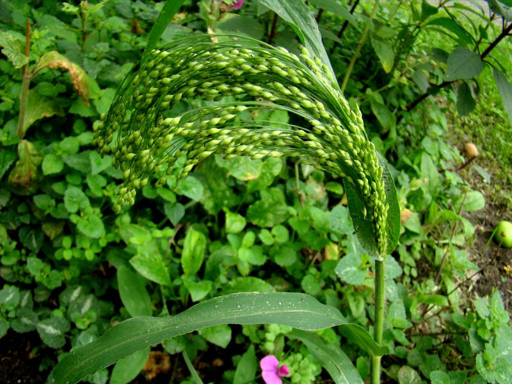 Panicum miliaceum (door Joop Verburg)