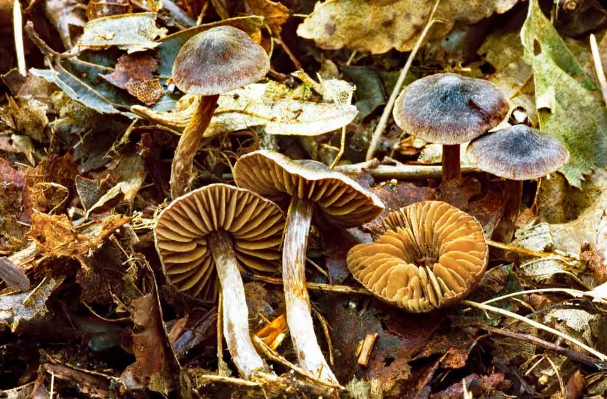 Cortinarius fulvopaludosus (door André de Haan)