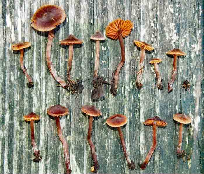Cortinarius fulvopaludosus (door Inge Somhorst)