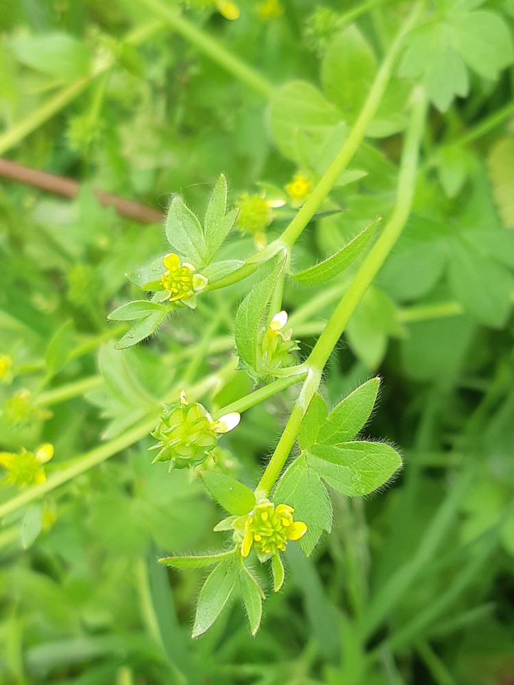 Ranunculus parviflorus (door Hinko Talsma)