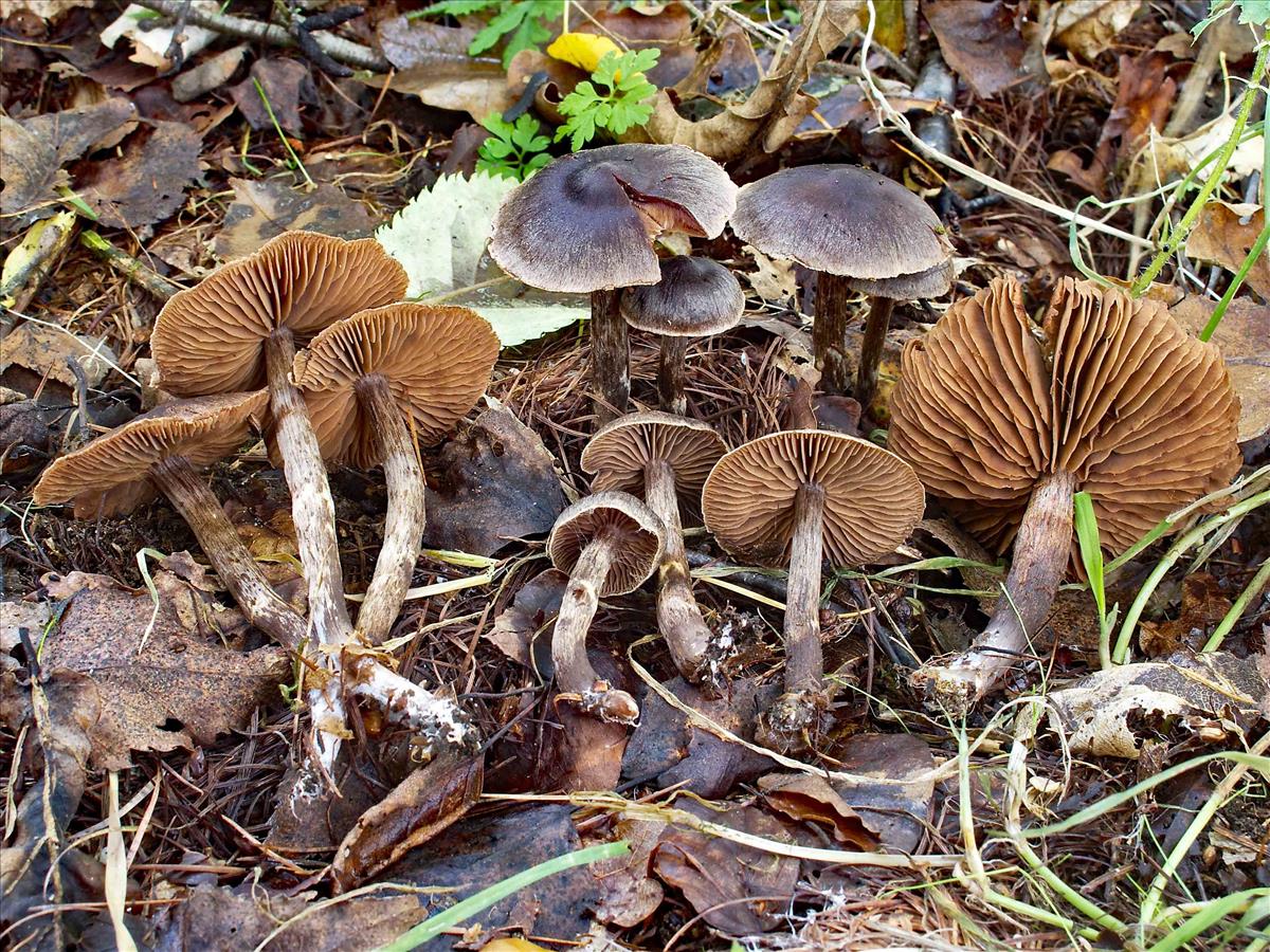 Cortinarius umbrinolens (door Peter Verstraeten)