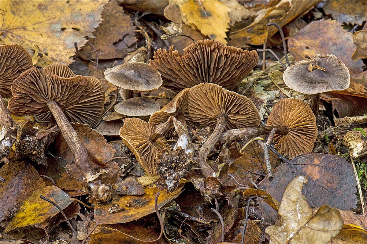 Cortinarius umbrinolens (door Nico Dam)