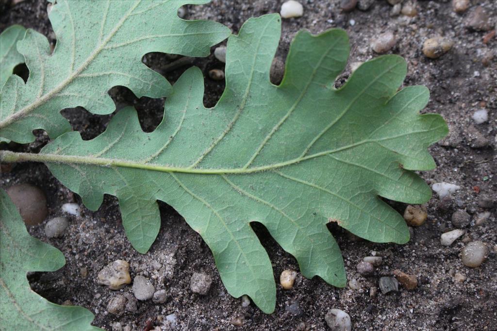 Quercus pubescens (door Niels Eimers)