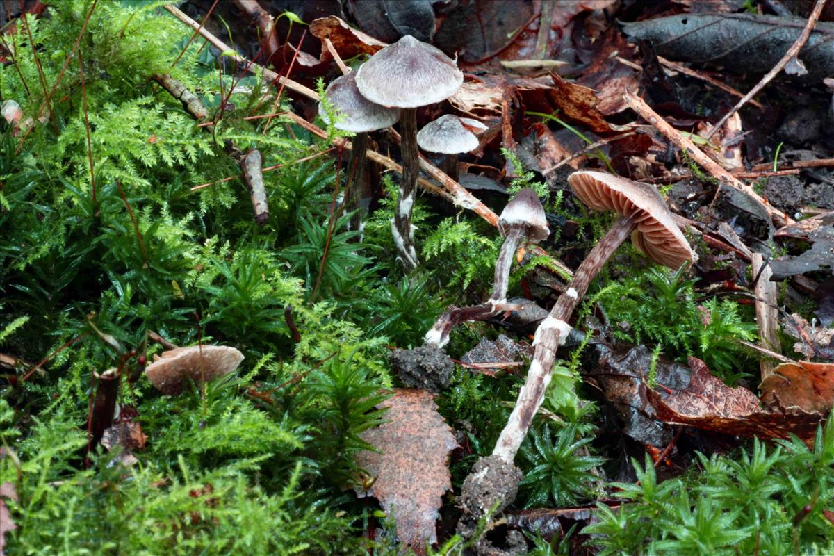 Cortinarius alnetorum (door André de Haan)