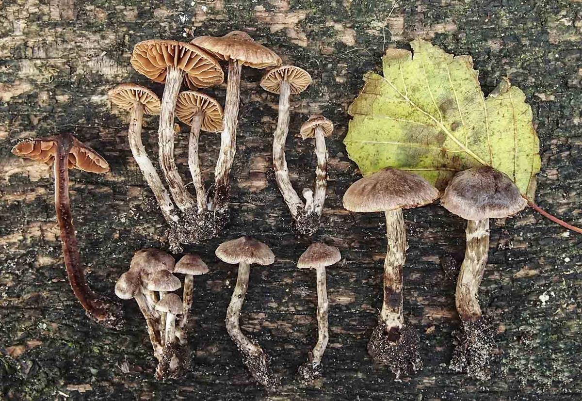 Cortinarius alnetorum (door Inge Somhorst)