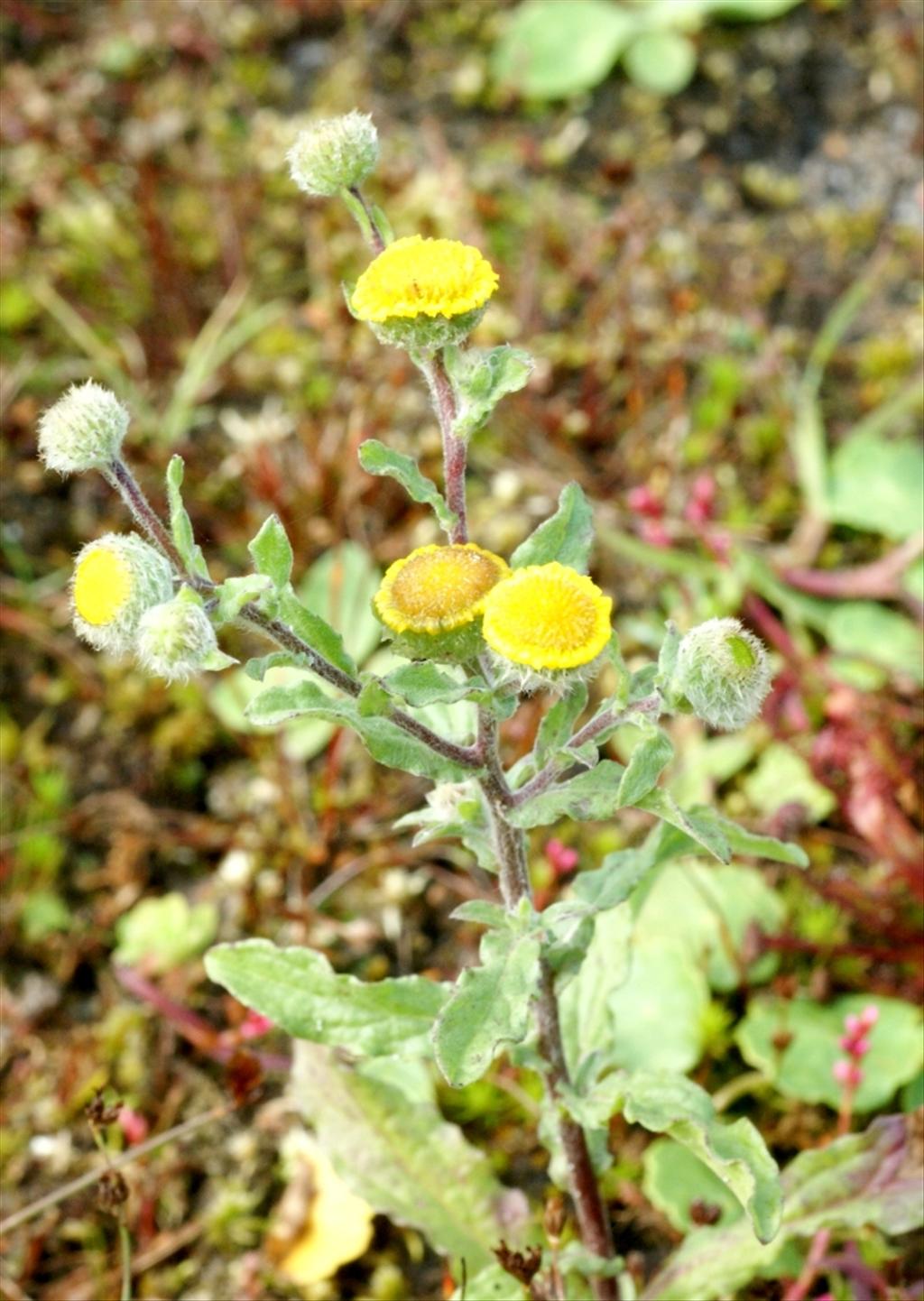 Pulicaria vulgaris (door Joke Schaminée-Sluis)