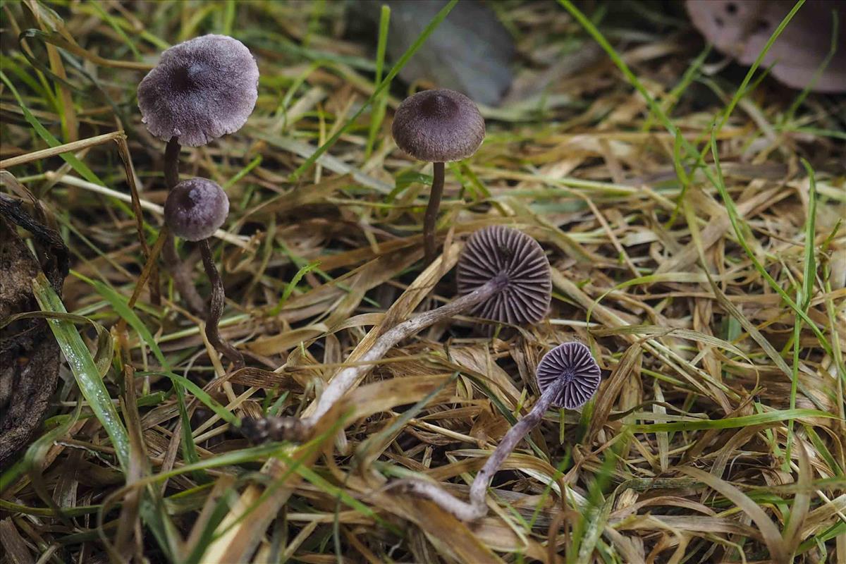 Cortinarius bibulus (door Inge Somhorst)