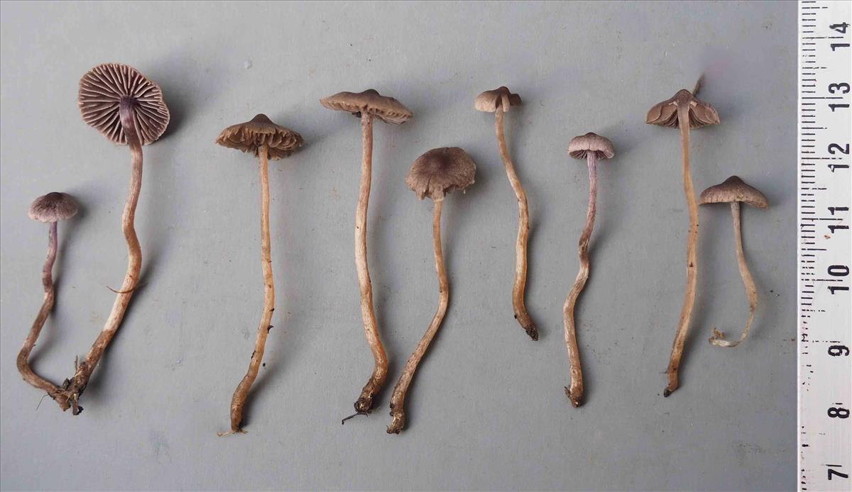 Cortinarius bibulus (door Inge Somhorst)