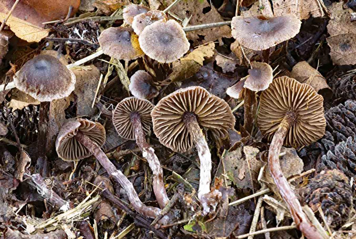 Cortinarius americanus (door André de Haan)
