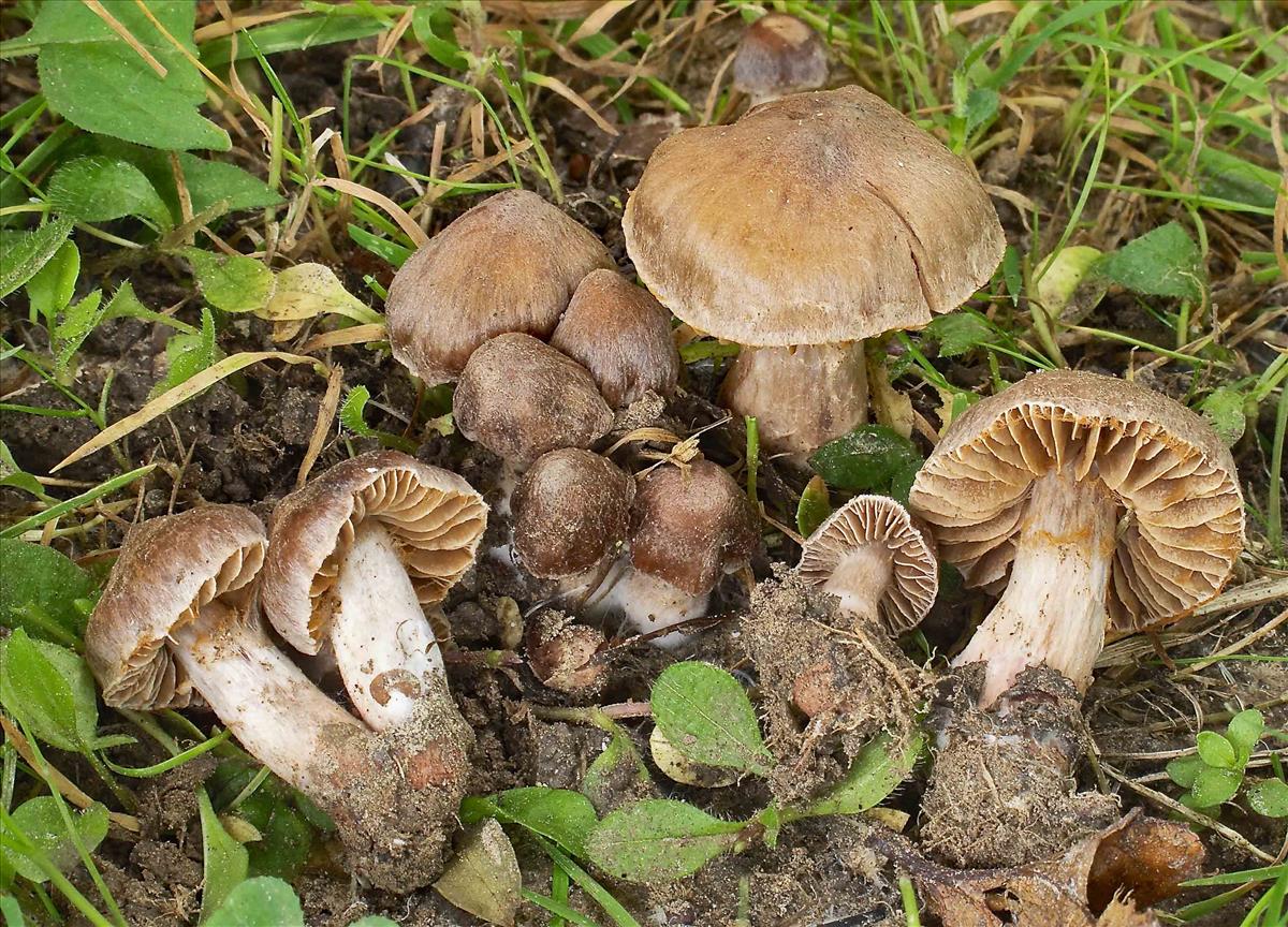 Cortinarius caliginosus (door Peter Verstraeten)