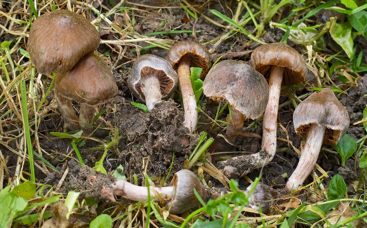 Cortinarius caliginosus (door Peter Verstraeten)