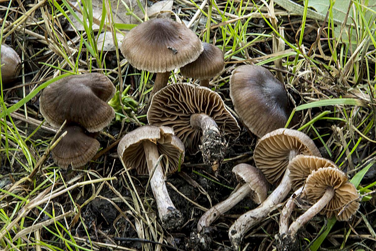 Cortinarius caliginosus (door Nico Dam)