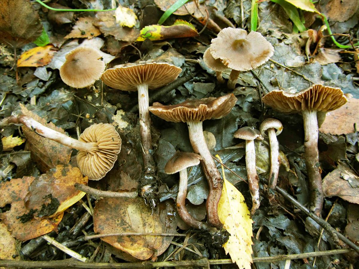 Cortinarius subcastaneus (door André de Haan)
