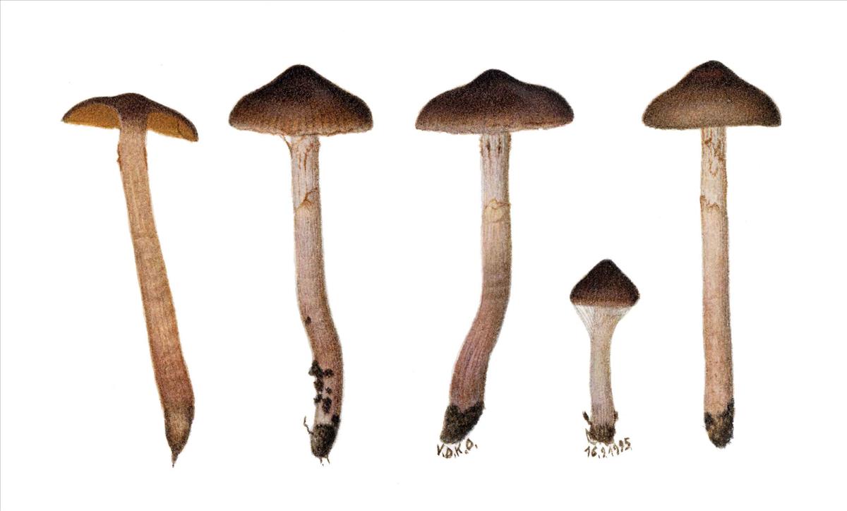 Cortinarius subcastaneus (door Omer Van de Kerckhove)