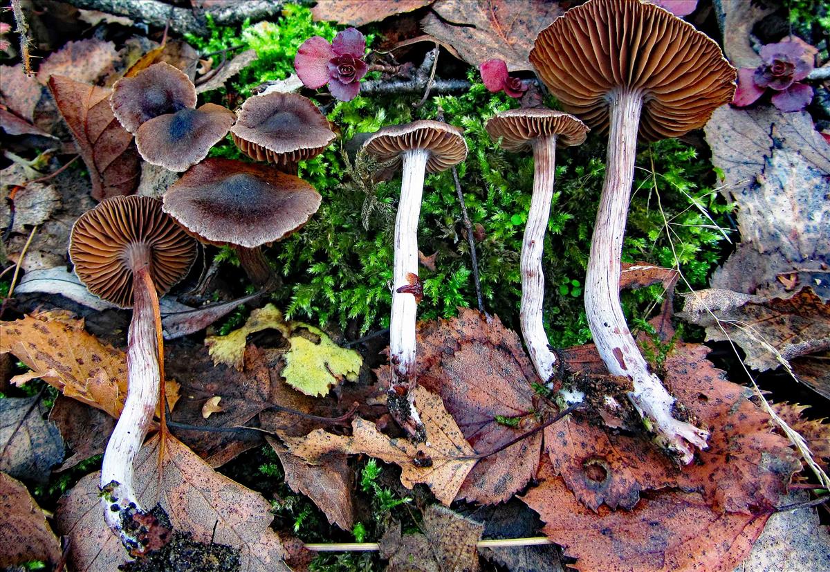 Cortinarius vernus (door André de Haan)