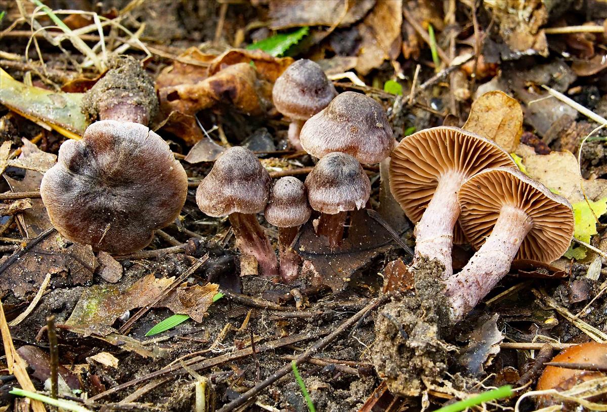 Cortinarius vernus (door Peter Verstraeten)