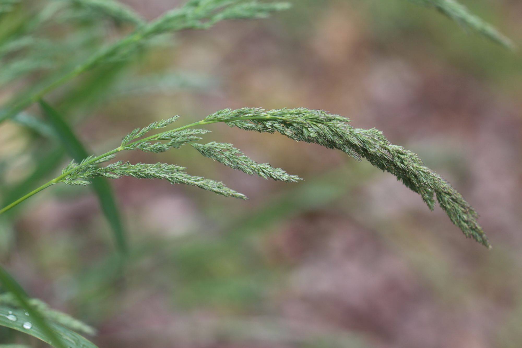 Muhlenbergia mexicana (door Niels Eimers)