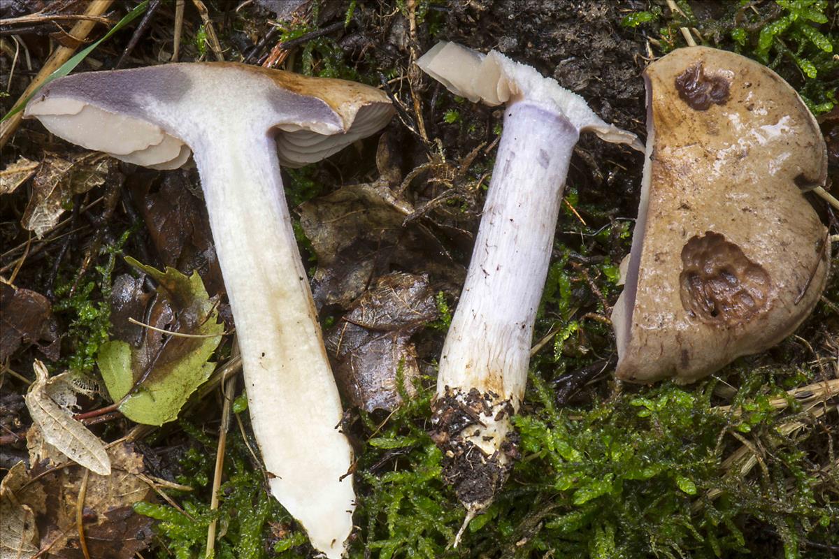 Cortinarius brunneolividus (door Nico Dam)