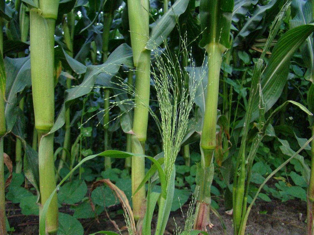 Panicum capillare (door Joop Verburg)