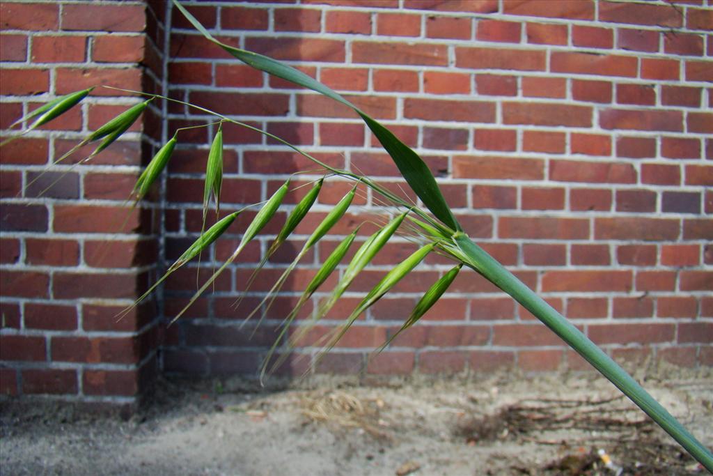 Avena fatua (door Joop Verburg)