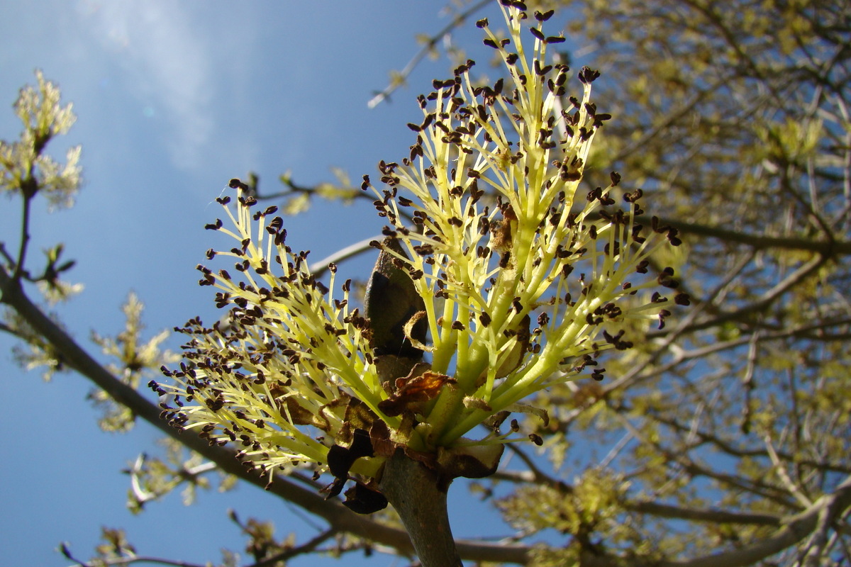 Fraxinus excelsior (door Joop Verburg)