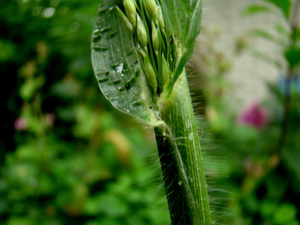 Panicum miliaceum (door Joop Verburg)