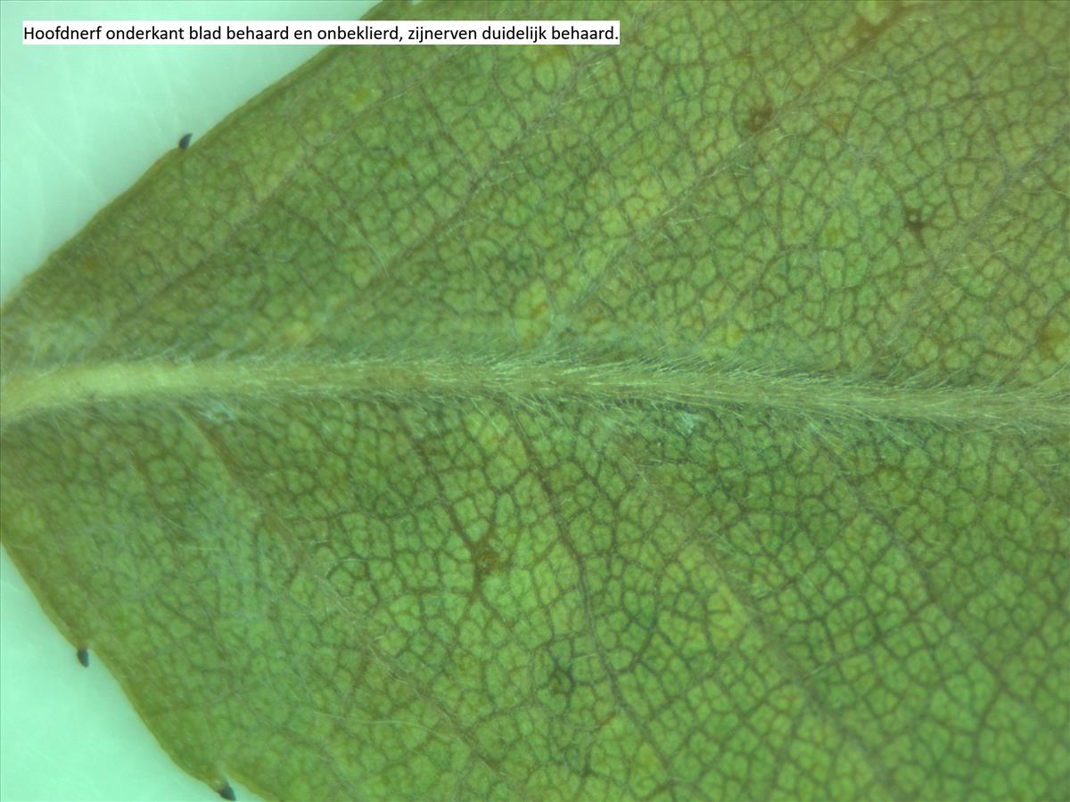 Rosa x subcollina (door Jan Klinckenberg)