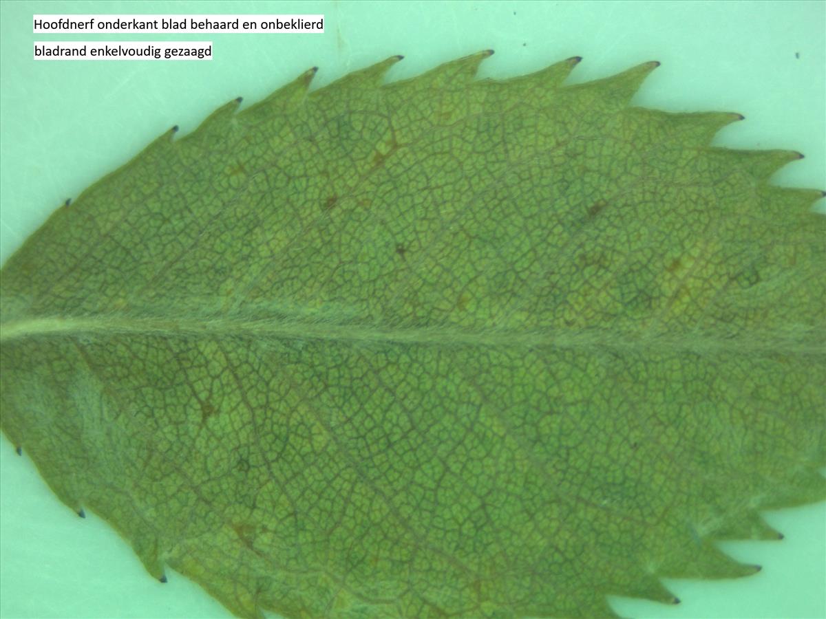 Rosa x subcollina (door Jan Klinckenberg)