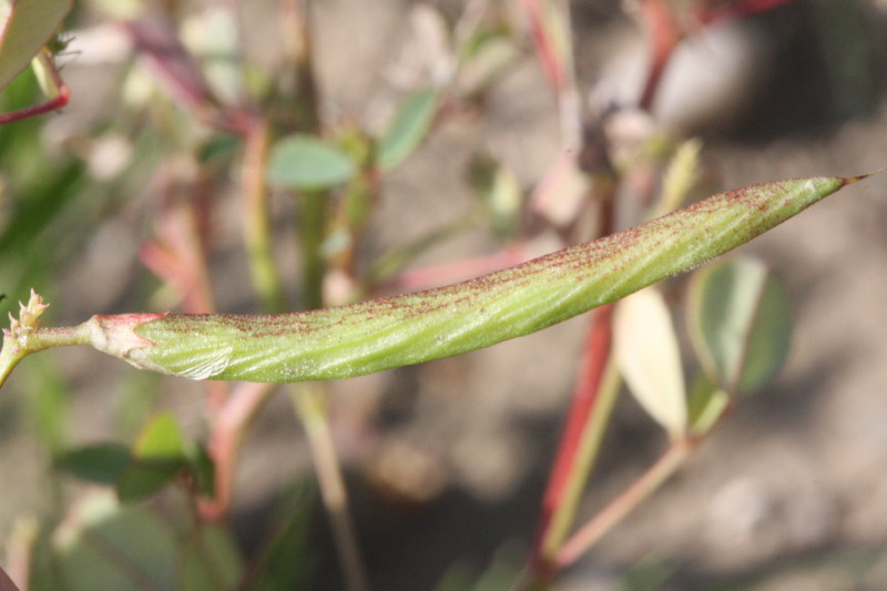 Trigonella caelesyriaca (door Rutger Barendse)