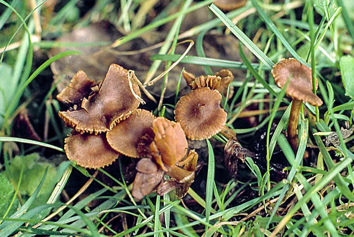 Cortinarius galerinoides (door Nico Dam)
