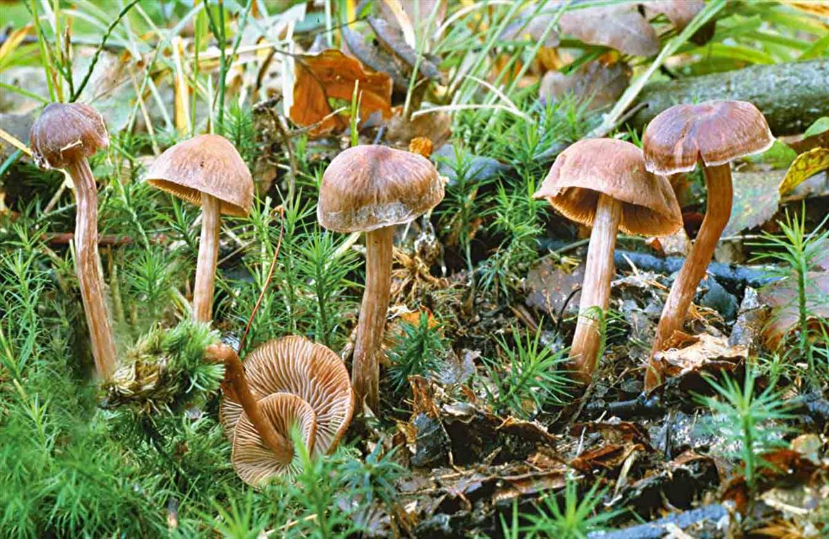 Cortinarius praestigiosus (door André de Haan)