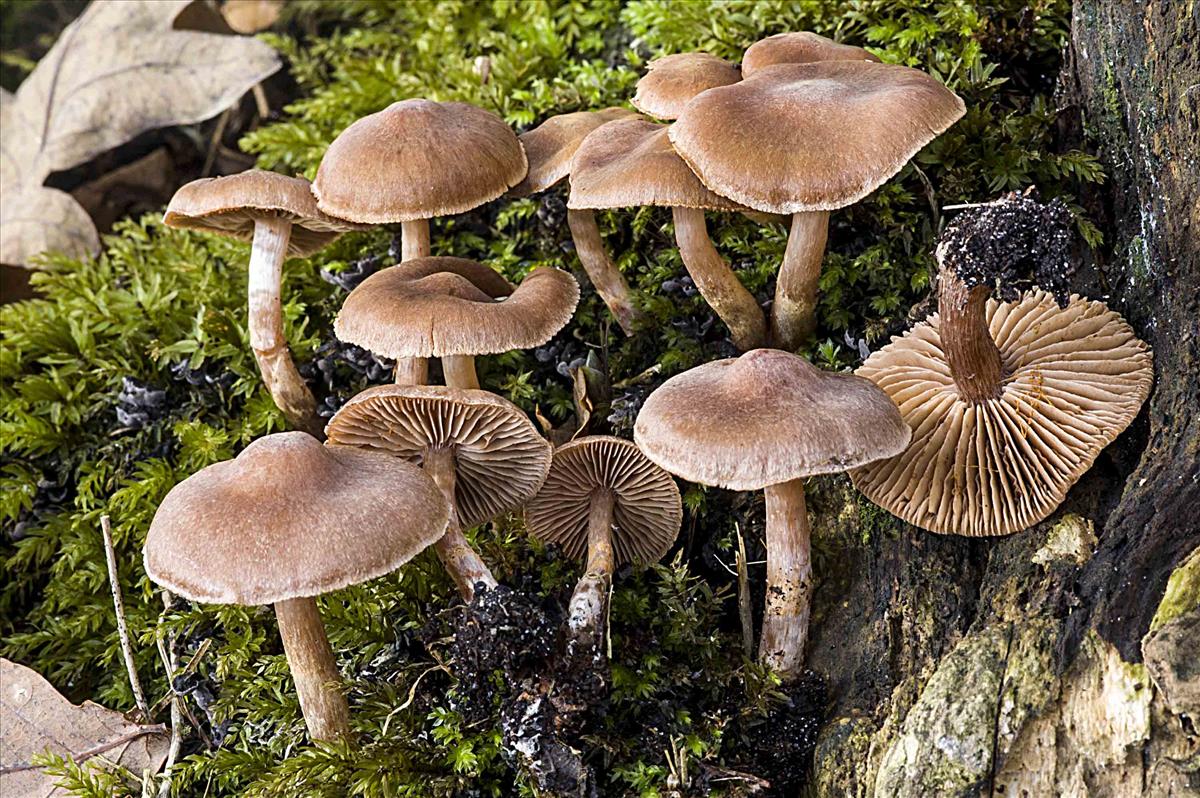 Cortinarius praestigiosus (door Nico Dam)