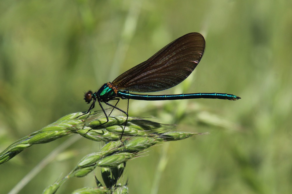 Calopteryx virgo (door Maarten Langbroek)