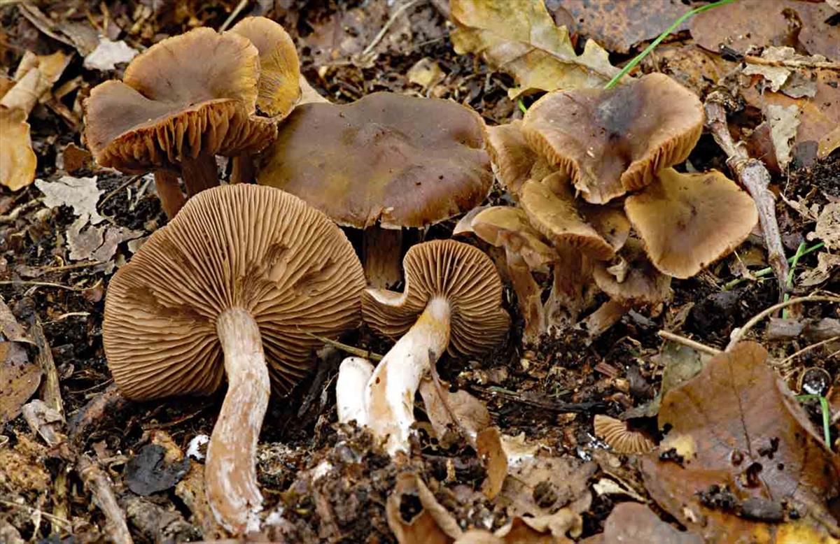 Cortinarius inconspicuus (door André de Haan)