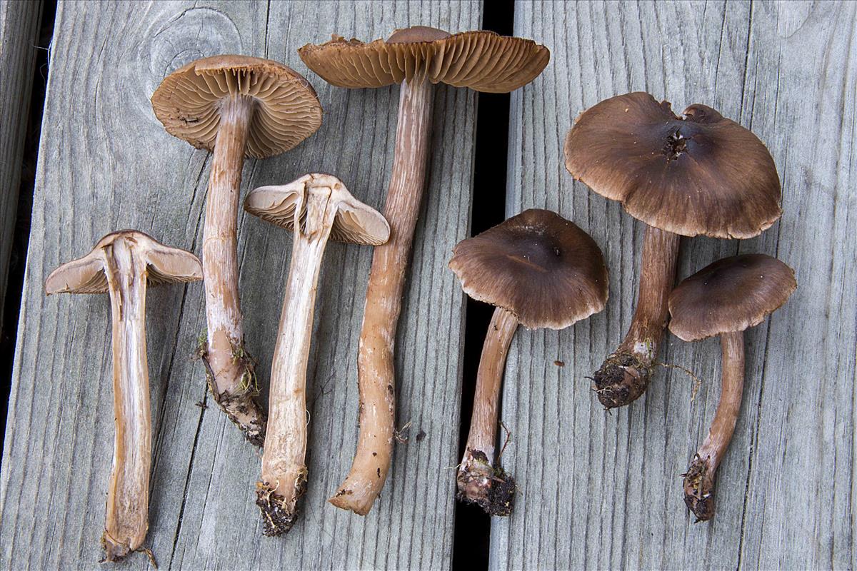 Cortinarius inconspicuus (door Nico Dam)