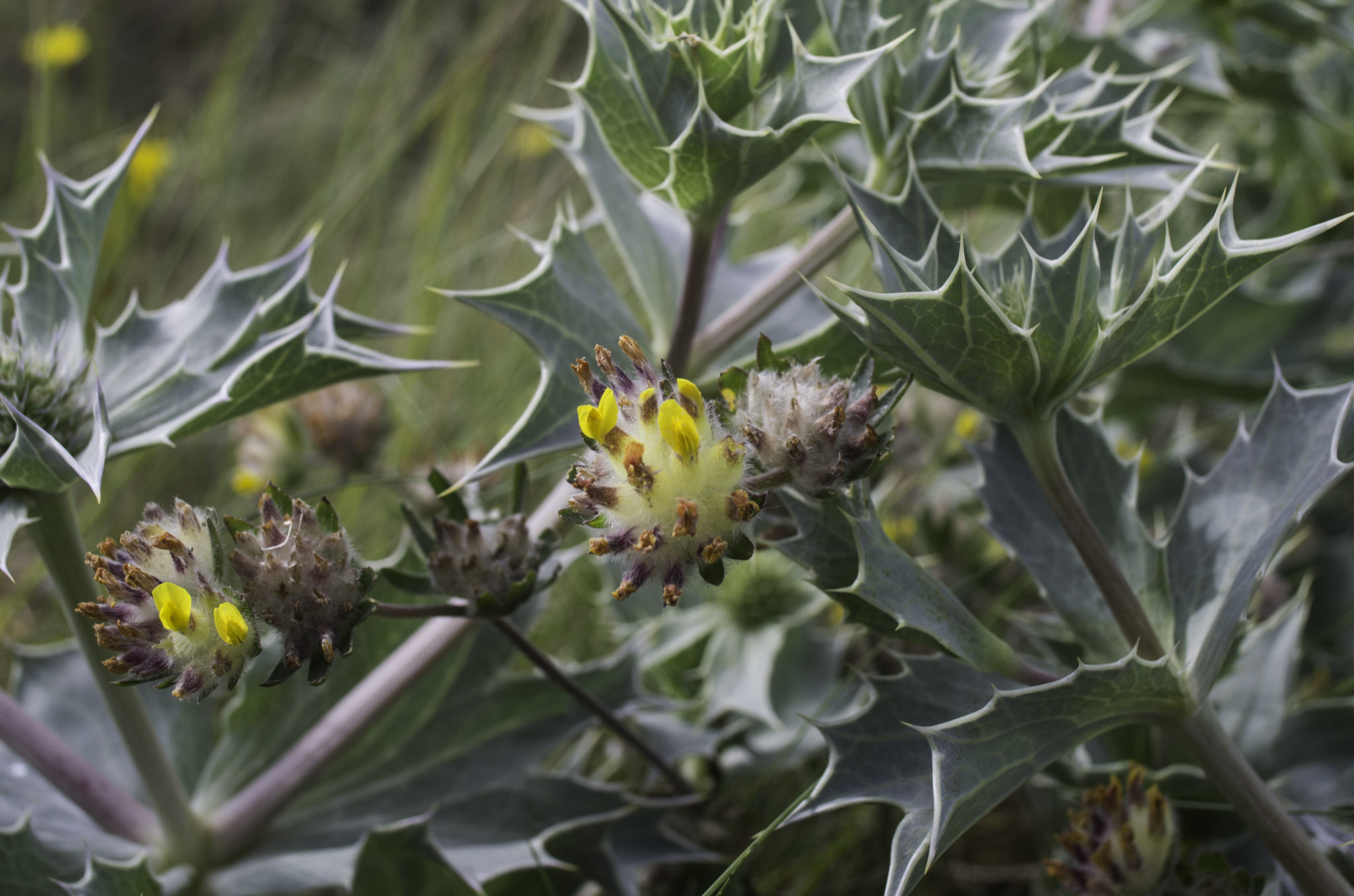 Anthyllis vulneraria (door Rense Haveman)