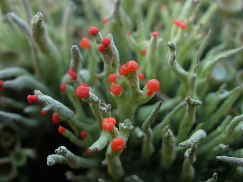 Cladonia macilenta (door maarten langbroek)