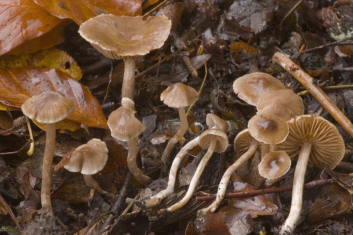 Cortinarius umbrinobellus (door Nico Dam)