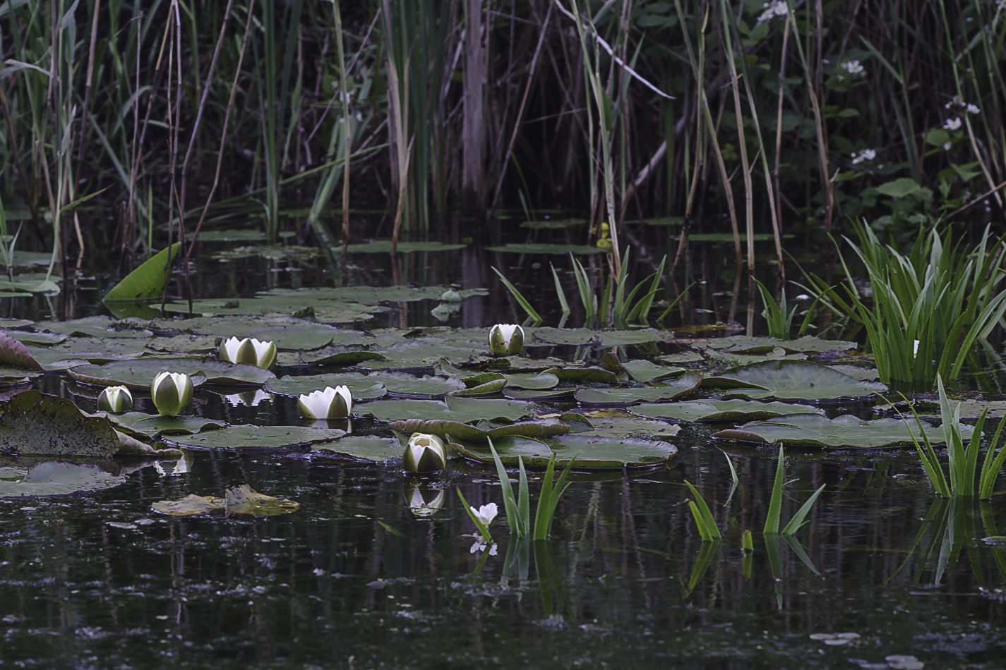 Nymphaea candida (door Rense Haveman)