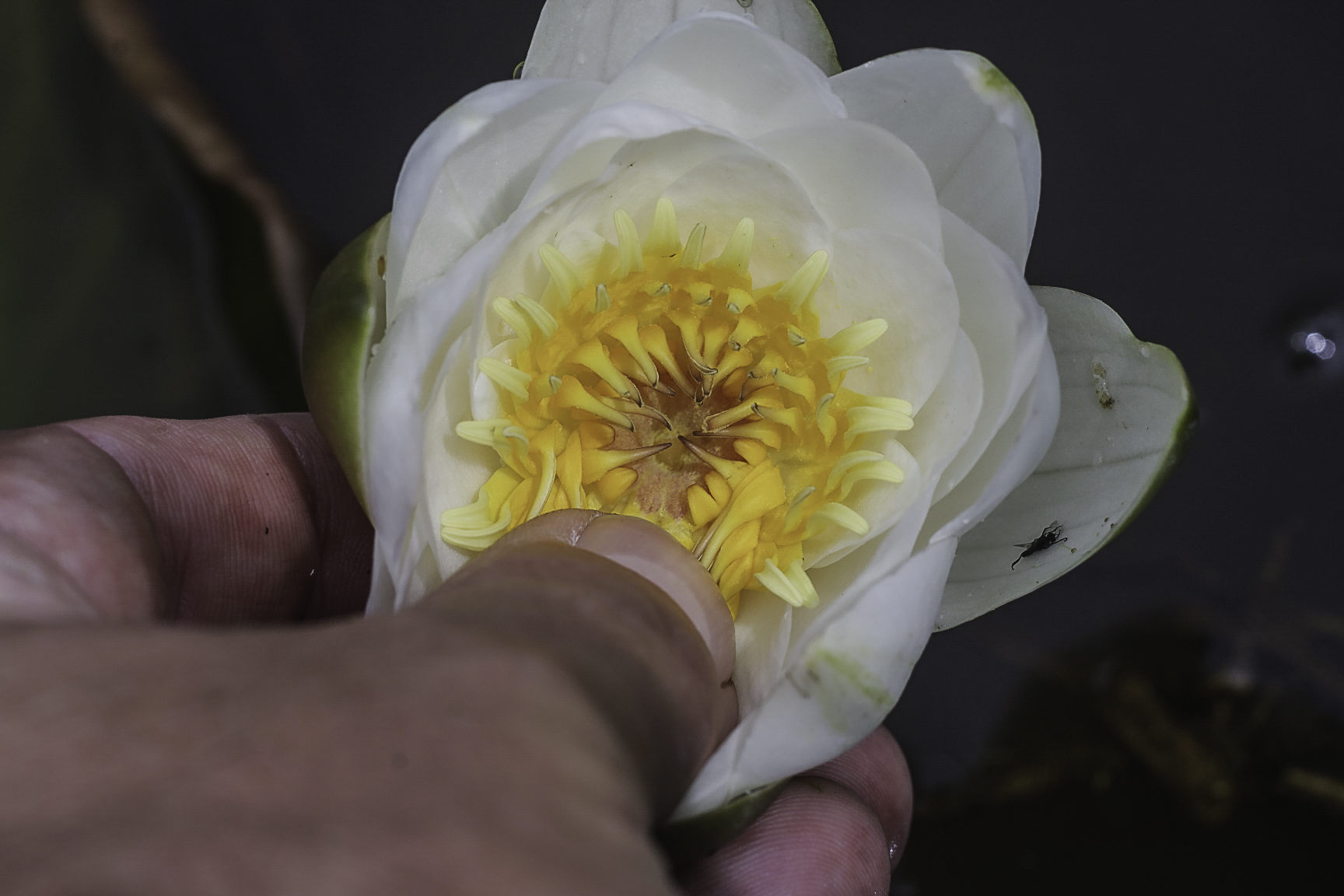 Nymphaea candida (door Rense Haveman)