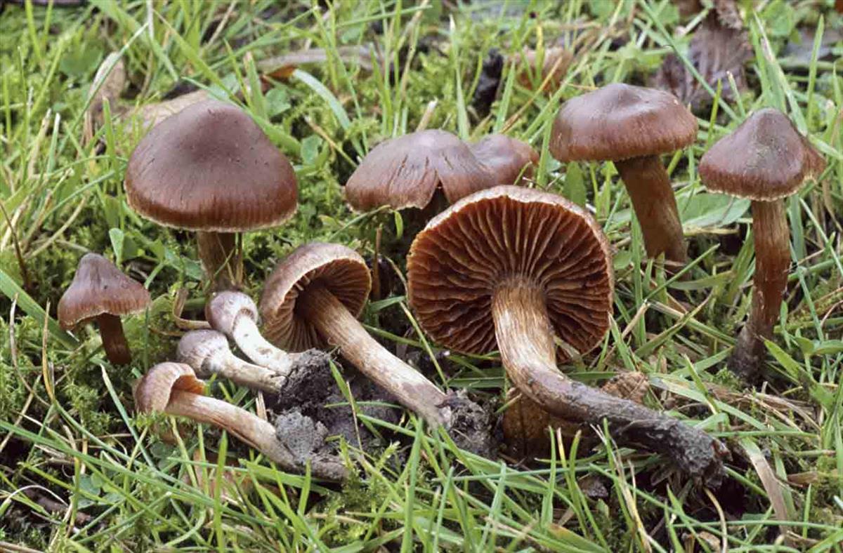 Cortinarius decipiens (door André de Haan)