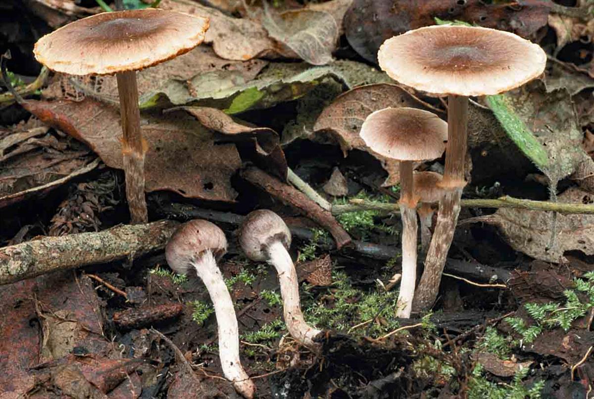 Cortinarius decipiens (door André de Haan)