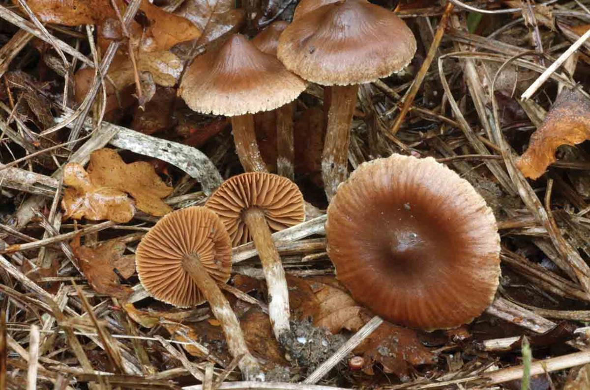 Cortinarius decipiens (door André de Haan)