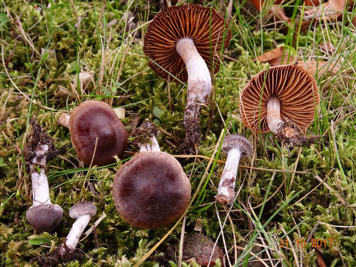 Cortinarius decipiens (door Glen Dierickx)